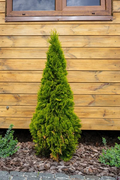 Grüner Nadelbaum Kleine Thuja Der Nähe Eines Holzhauses — Stockfoto