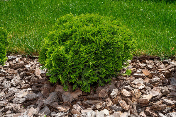 A small green coniferous bush. Green round thuja.