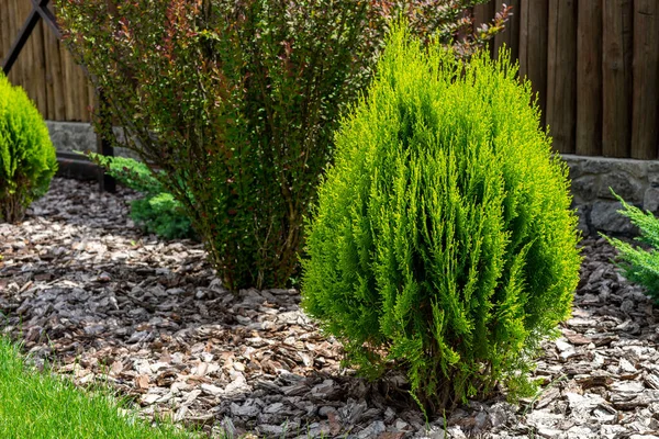 Zelená Thuja Návrh Krajiny Výzdoba Přilehlého Území — Stock fotografie