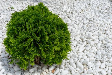 Küçük yeşil thuja ağacı. Dekorasyon. Beyaz pürüzsüz taşlar. Yazıtın altına yerleştir.