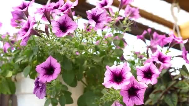 Flores púrpuras brillantes. Una maceta de flores se balancea en el viento — Vídeo de stock