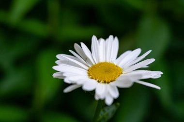 A beautiful white daisy with delicate petals enjoys the warm sun in a vibrant green garden. Its bright yellow center contrasts against the lush foliage, creating a cheerful scene in the afternoon light.