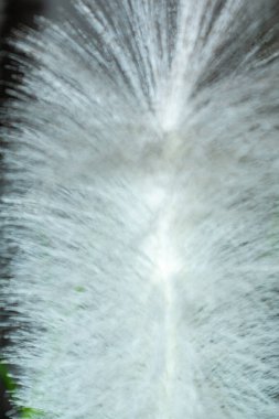 Pelike natural feather close-up to complement the look at a fashionable party.