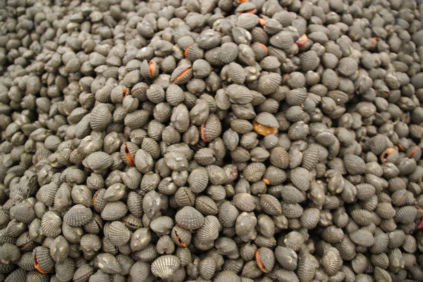 Моллюски серые скорлупы на рыбном рынке — стоковое фото