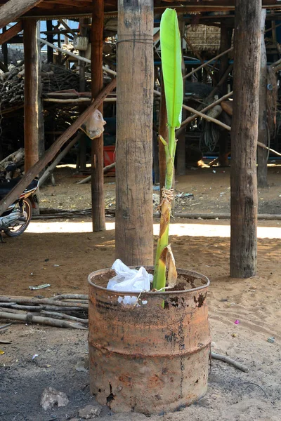Uma planta de banana verde em um barril de lixo — Fotografia de Stock
