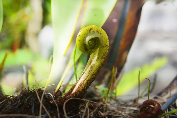 Broto verde de uma planta tropical — Fotografia de Stock