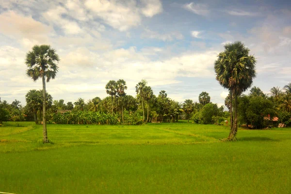 Юго-Восточная Азия ландшафт в сезон дождей 2, два пальмы — стоковое фото