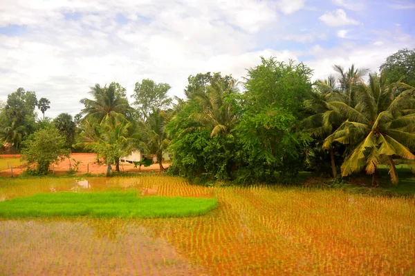 Południowo-wschodni krajobraz Azji w porze deszczowej 13, palmy, pole ryżowe i trawnik — Zdjęcie stockowe