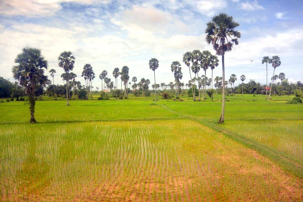 雨季の東南アジアの風景8 、 2つのヤシと芽米 — ストック写真