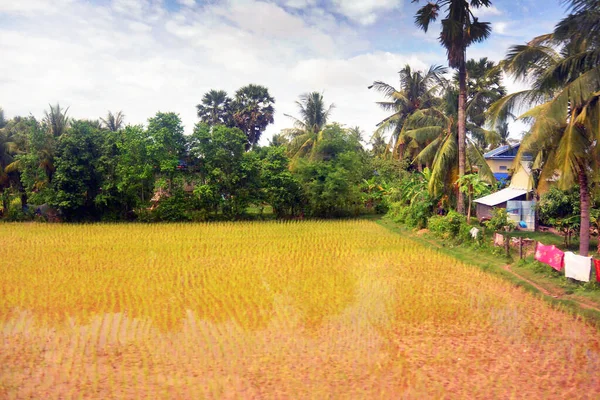 Krajobraz Azji Południowo-Wschodniej w porze deszczowej 11, palmy na brzegu — Zdjęcie stockowe