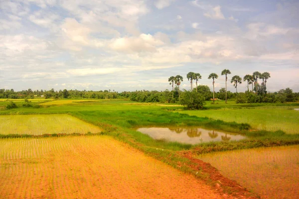 雨季の東南アジアの風景14 、ヤシ、田んぼ — ストック写真