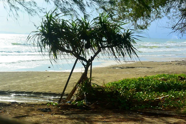 パンダヌスの木は湾の岸に立っている — ストック写真