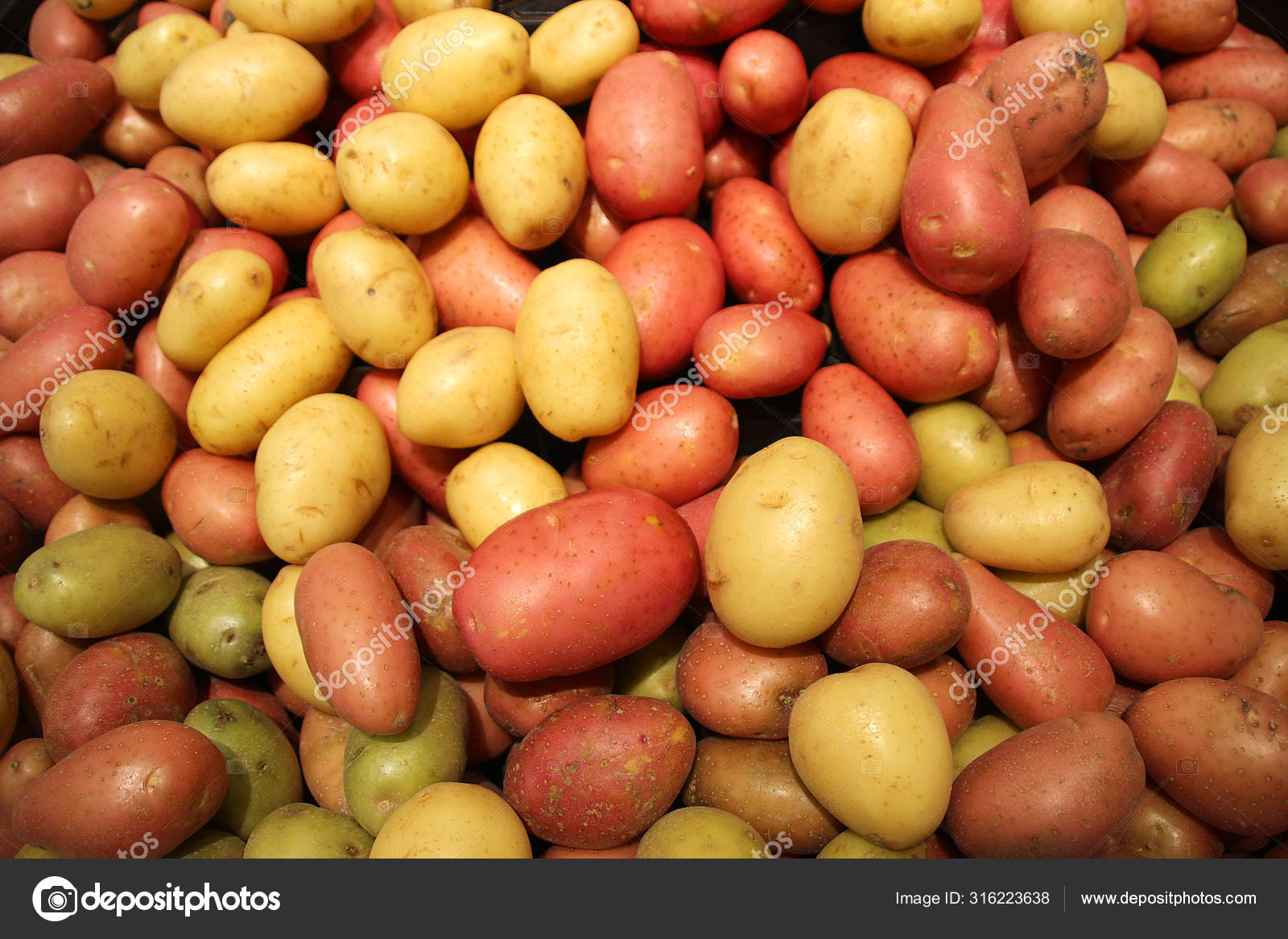 Red and yellow large potatoes are sold in the market Stock Photo by