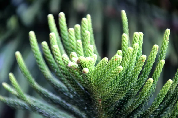 Green branch of Araucaria in the jungle — Stock Photo, Image