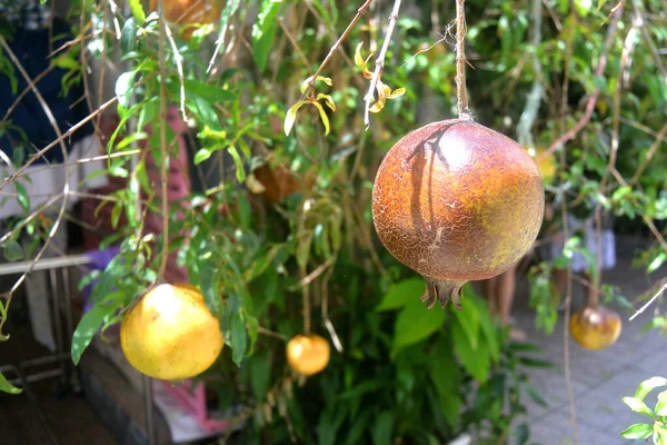 Reife Granatapfelfrucht auf einem Zweig mit Blättern — Stockfoto
