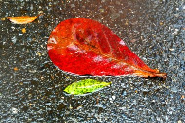 2. Yağmur sonrası kaldırımda kırmızı ıslak yaprak
