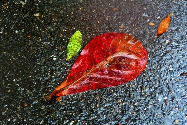 Foglia bagnata rossa sul pavimento dopo la pioggia 1 — Foto Stock