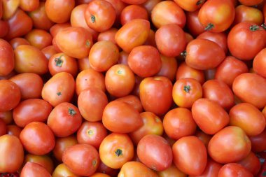 Taze kırmızı domates satılır.