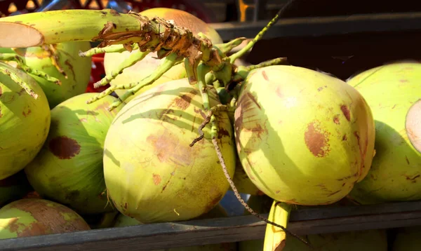 Кучка больших свежих кокосов — стоковое фото