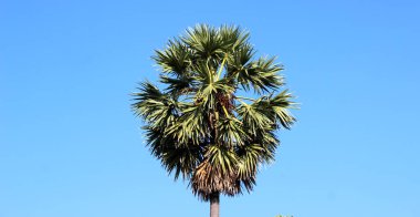 Mavi gökyüzüne karşı şeker palmiyesi taçlandırır