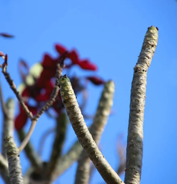 6 Röd plumeria eller frangipani blomma på bladlösa trädgrenar — Stockfoto