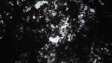 Yaz boyunca karanlık rüzgarlı bir orman. 