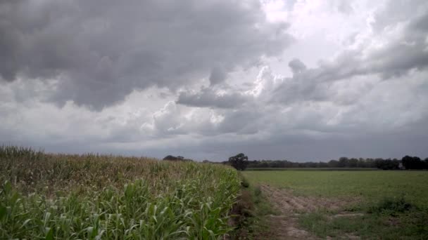 Shot Travelling Left Wide View Corn Field — ストック動画