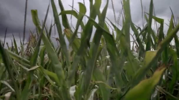 Close Corn Panning Right Revealing Empty Meadow — ストック動画