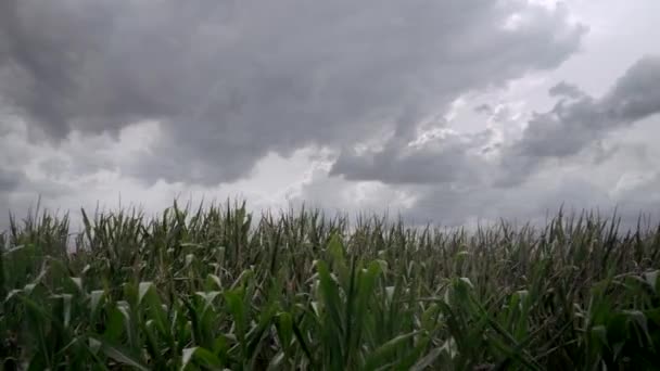 Disparo Viajando Izquierda Frente Campo Maíz Truenos Amenazantes — Vídeo de stock