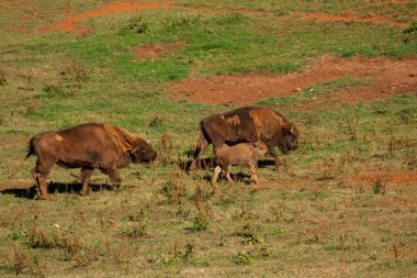 Kırsal kesimde yürürken bir genci koruyan bizon sonunun güzel görüntüsü
