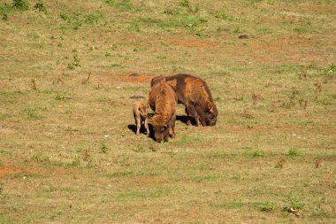 Kırsal kesimde yürürken bir genci koruyan bizon sonunun güzel görüntüsü