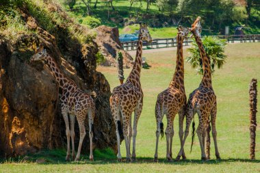 Dört zürafa Zürafa camelopardalis rothschildi gölgede sıcak bir gün, Parque Cabarceno, Cantabria, 2013