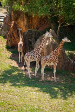 Üç zürafa (Giraffa camelopardalis rothschildi) gölgede sıcak bir gün, Parque Cabarceno, Cantabria, 2013