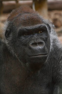 Sonsuzluğa bakan bir goril Troglodytes Gorilla güzel kısa çekim