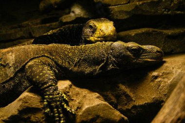 Timsah monitör çift (Varanus Salvadorii) bir teraryum dinlenme