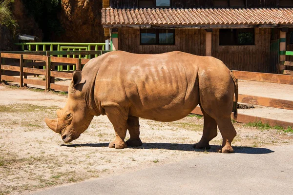 Hermoso Rinoceronte Blanco Ceratotherium Simum Parque Cabarceno Cantabria España Fondo —  Fotos de Stock