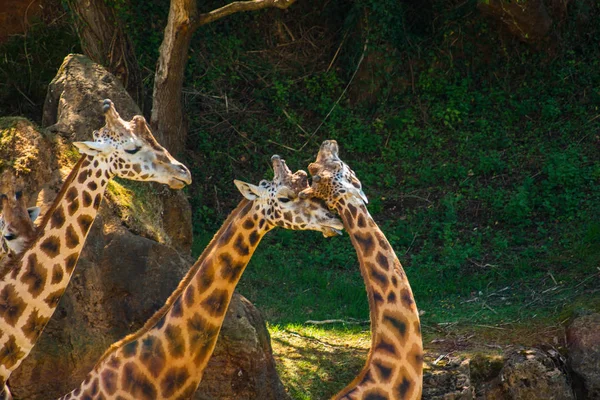 Duas Girafas Dando Afeto Uma Outra Giraffa Camelopardalis Rothschildi Sombra — Fotografia de Stock