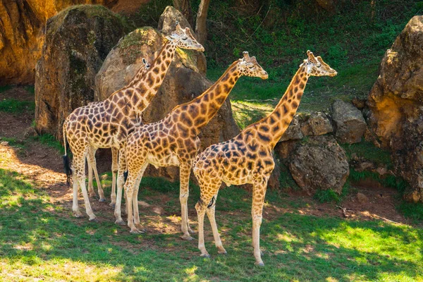 Cuatro Jirafas Giraffa Camelopardalis Rothschildi Sombra Día Caluroso Parque Cabarceno — Foto de Stock