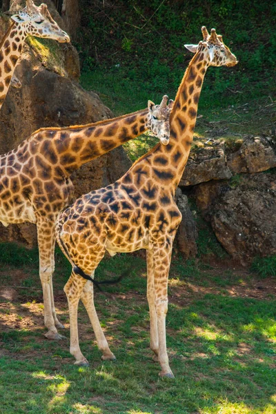 Два Жирафа Дающие Друг Другу Ласку Giraffa Camelopardalis Rothschildi Тени — стоковое фото