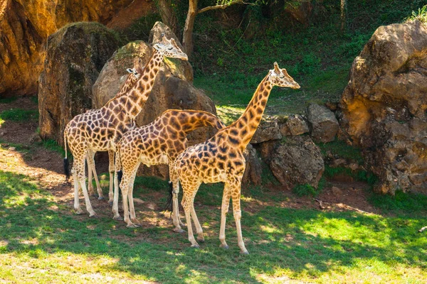 Cuatro Jirafas Giraffa Camelopardalis Rothschildi Sombra Día Caluroso Parque Cabarceno — Foto de Stock