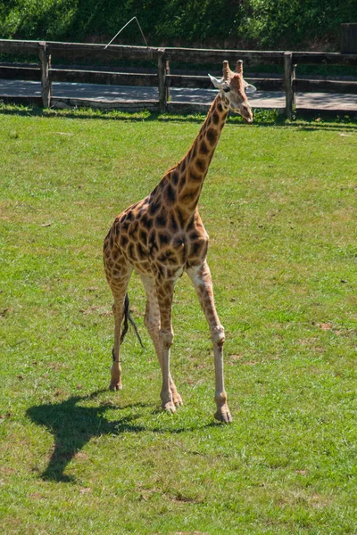 Giraffe running Giraffa camelopardalis rothschildi a hot day, Parque Cabarceno, Cantabria
