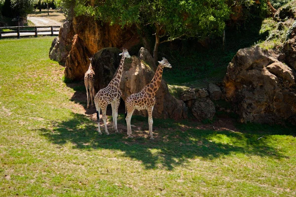 Tres Jirafas Giraffa Camelopardalis Rothschildi Sombra Día Caluroso Parque Cabarceno —  Fotos de Stock