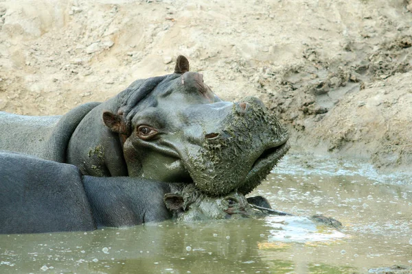 Par Hermosos Hipopótamos Anfibio Hipopótamo Flotando Agua Con Cabeza Hacia —  Fotos de Stock