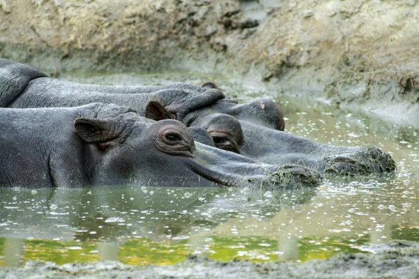 一对美丽的河马河两栖动物漂浮在水中 他们的头 — 图库照片