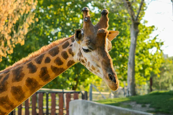 Короткий Снимок Жирафа Giraffa Camelopardalis Rotheridi Последними Лучами Солнца Закате — стоковое фото