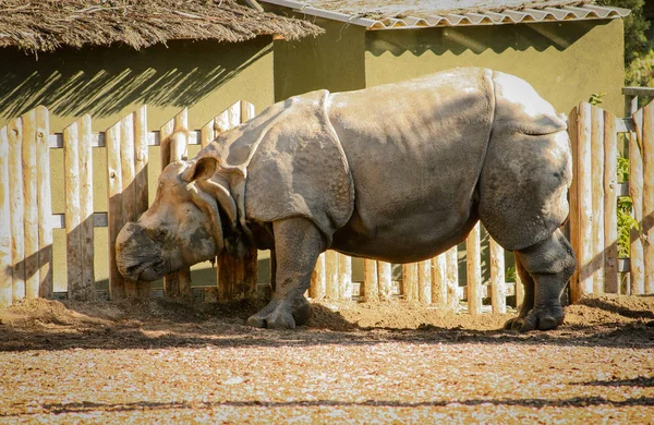 Piękne Białe Nosorożce Ceratotherium Simum Farmie Lub Schronienia Nakręcony Róg — Zdjęcie stockowe