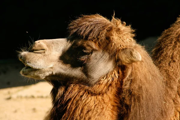 Σύντομο Πλάνο Ενός Βακτριάν Ασιάτη Καμήλα — Φωτογραφία Αρχείου