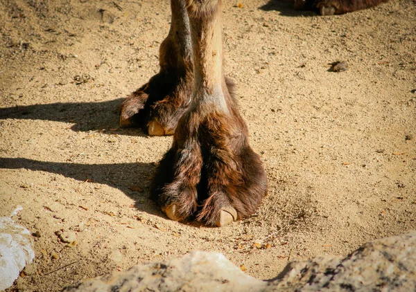 Krótki Strzał Przodu Nogi Bactrian Lub Wielbłąda Camelus Garb — Zdjęcie stockowe