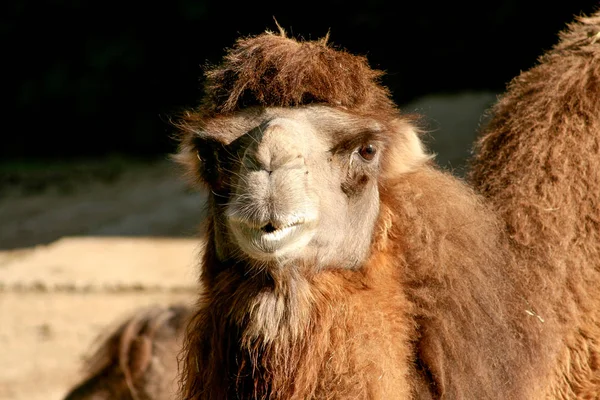 Krátký Záběr Bactrian Nebo Asijský Velbloud Camelus Bactrianus — Stock fotografie