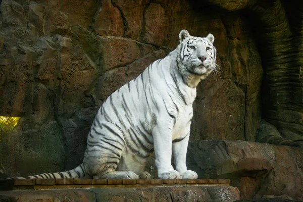 Lovely white tiger resting on its hind legs looking at infinity